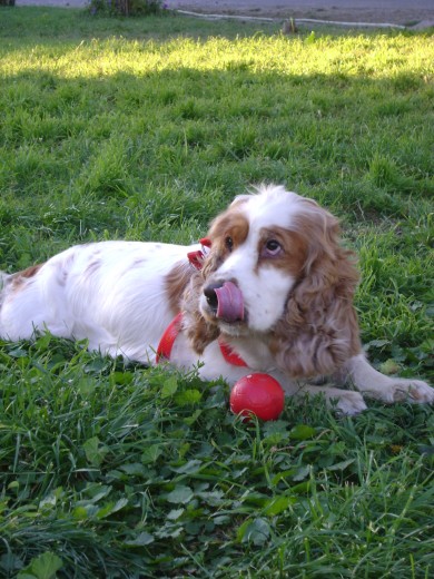 AQUI ESTOY EN UNA LINDA PLAZA CERCA DE MI CASA, ESTOY CON MI PELOTA PREFERIDA JUGANDO CON MI AMA.