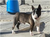 Aqui el campeón joven de España por la playa