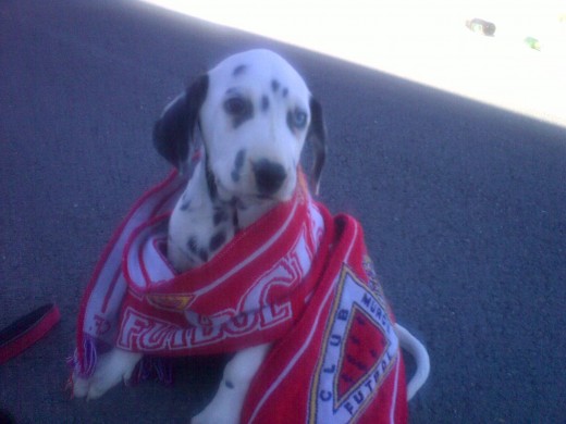 aki esta animando al equipo de su tierra