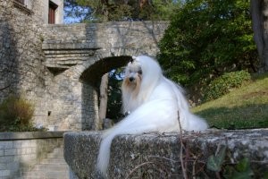 Saúl de Mascotas Reales de paseo por los jardines del castillo de Gerona.