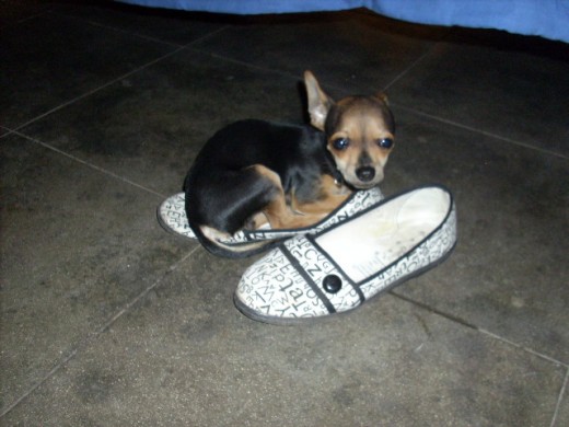 Paco en zapato de mi abuela, posando solo como el puede posar