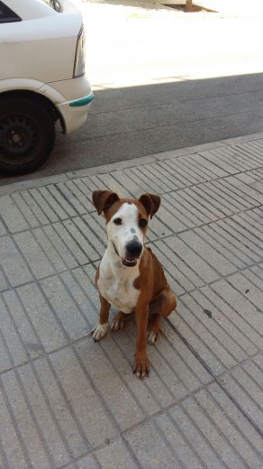 Se llama Kira, es una perrita pitbull de mi novio, tiene seis meses recién cumplidos, es muy fiel y cariñosa, pero en casa hace muchisimos desastres y ya le han cambiado los dientes. Tambien el problema es que aun no ha aprendido del todo no mear en casa.