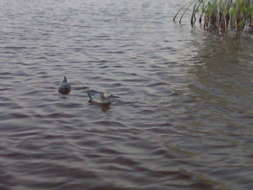 estos son patos en sisal...