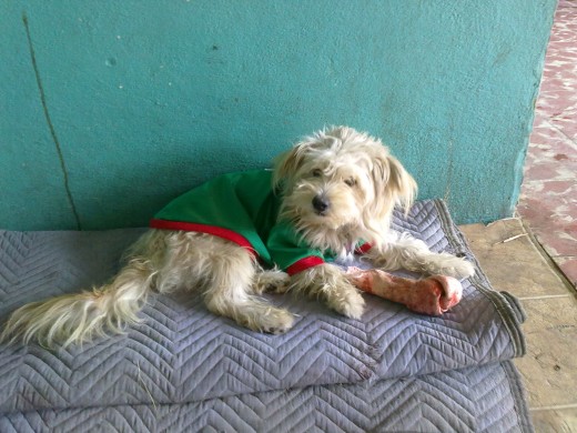 Mi Pequeño Lucky Con La CAmiseTa De La SEleccion Mexicana, Me Costo MUcho Es OriGinal La Camiseta!!