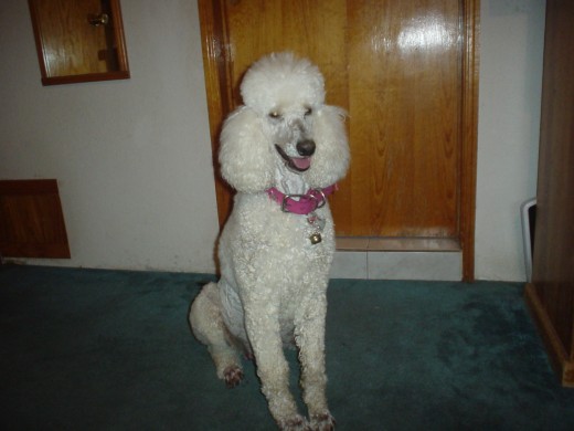 esta es linda una poodle de 2 años