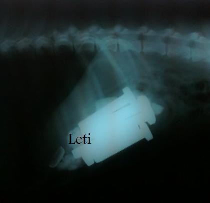 Radiografia de leti