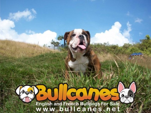 BULLCANES English and French bulldog puppies for Sale
Bulldog Ingles y bulldog frances a la venta!
http://www.bullcanes.net