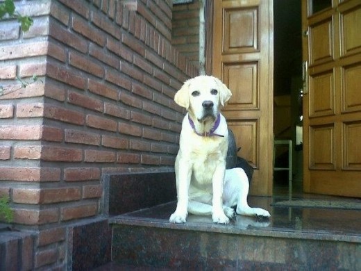 Rocco con cinco meses