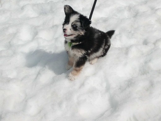 Iris en la nieve