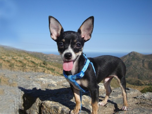 Hugo con tres meses en la montaña.