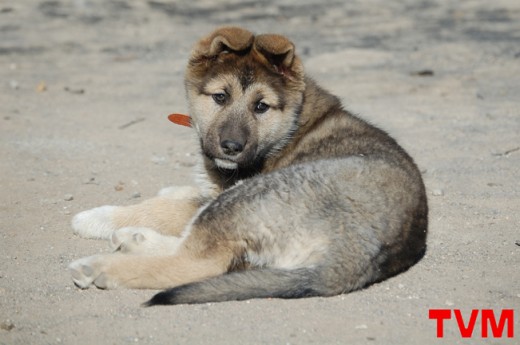 Lisa, 2 meses