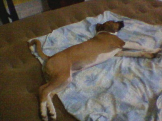 Mi hija durmiendo en su colchon inflable(COLEMAN)