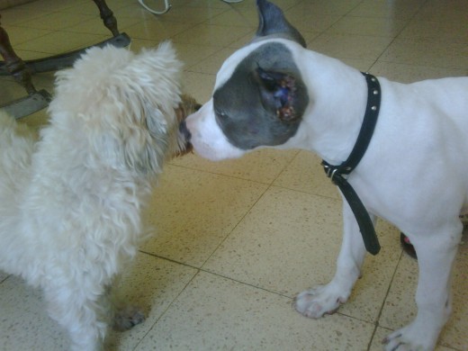 mis 2 amores el primer dia q c conocieron Floopy (11 años) y Lucca (4 meses) 