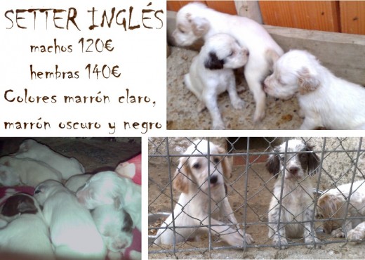 VENDO cachorros de SETTER INGLÉS puros
Camada de 7 cachorros (marrón claro, oscuro y negro) 
Machos: 120€ y Hembras: 140€.
(posibilidad de rebaja, por portes)
NACIDOS EL 21 DE JULIO DE 2009
Padres excelentes cazadores en pelo y pluma.
Desparasitados, con la primera vacuna, y destetados.
Iniciados desde el mes a ejercícios con pieles de pelo y pluma.
Interesados llamar al tlf. 675.894.142
