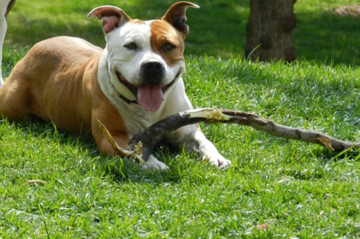 Madre de mi futuro cachorro