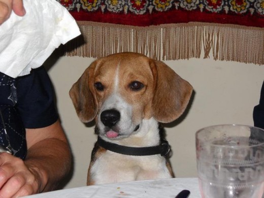 el Lucky en fiesta de navidad intentando comer algo de carne.. que al final se subio en la mesa por culpa de una silla que quedo afuera de la mesa