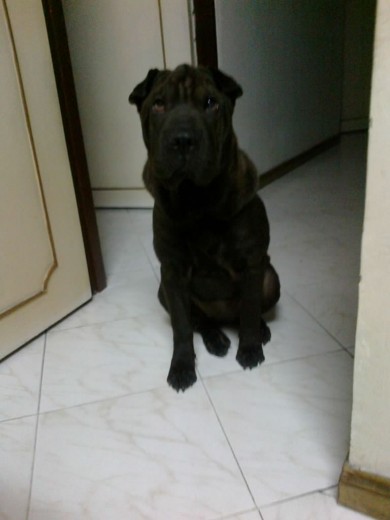 Negra 5 meses