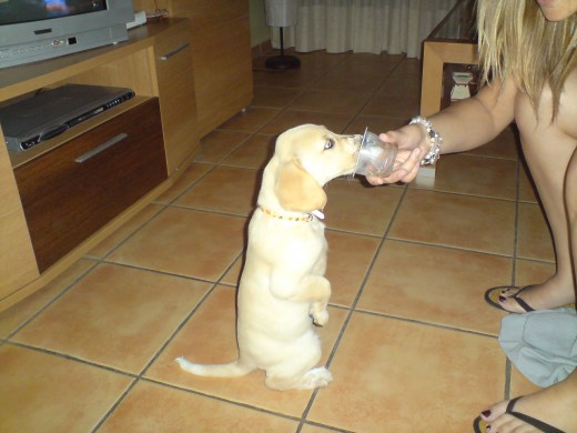 dakota se esta comiendo un yogurt