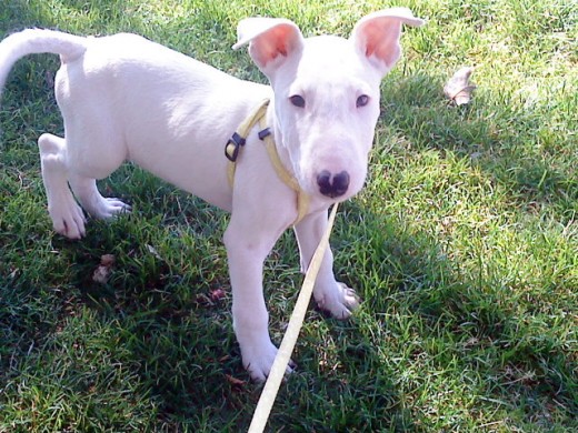 este es bruce, mi bull terrier esta foto es de cuando lo traje a casa