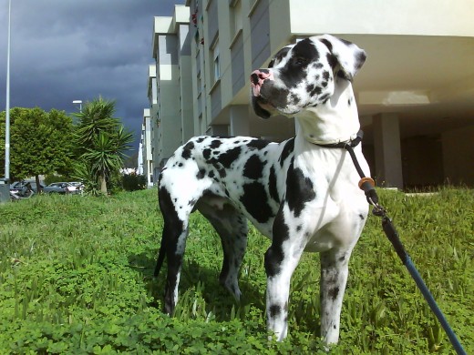 siempre alerta ... en busca de novia