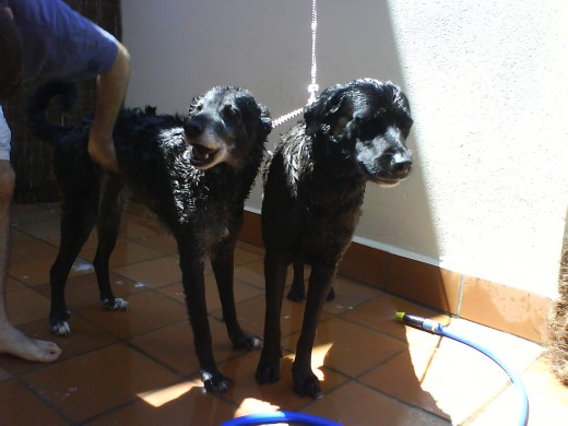 Teka y su madre Luna dandose un Baño,Luna,con el morro y pecho blanco, lamentablemente murio hace poco, despues de 11 años en los que siempre me pago con creces el sacarla de la perrera de Salamanca,en mi epoca de estudiante, una gran perra y lo mas importante, una inmejorable compañia.