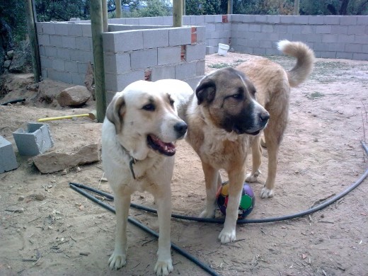 Los dos juntitos, y se ha colado la obra