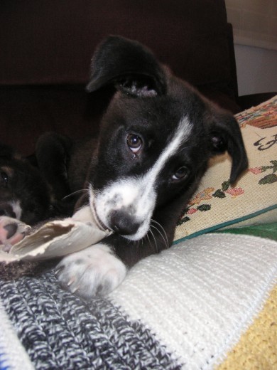 DORA: HEMBRA, 2 MESES Y MEDIO, SE LLEVA BIEN CON PERROS Y GATOS, MIX BORDED COLLIE
Contacto: lorca-animal@hotmail.com ASUNTO:DORA