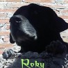 Roky