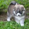 Regalo  cachorros de pomsky