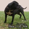 Hellboy The house of Pain Kennel