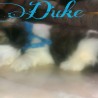 Duke