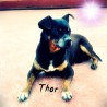 Thor