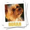 NORKA