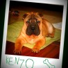 KENZO