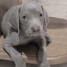 Ringo