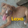 Leona 