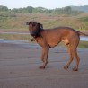 XOLOITZCLUINTLE 