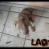 lady