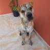 Tigre (Mestizo de Presa Canario y Shar Pei)