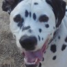 Pongo