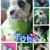 Tobi