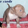 randy